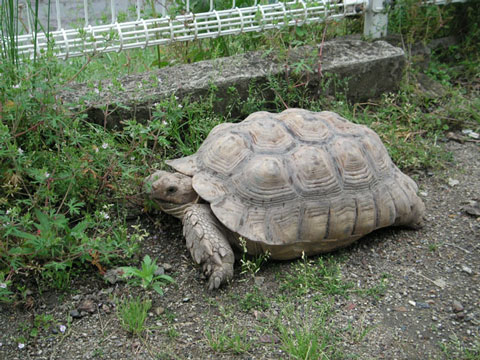 保育園のカメ