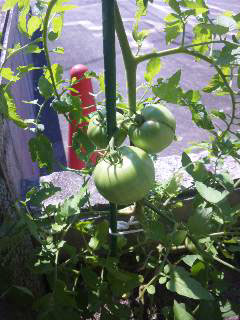 野菜