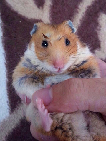 ハムスター