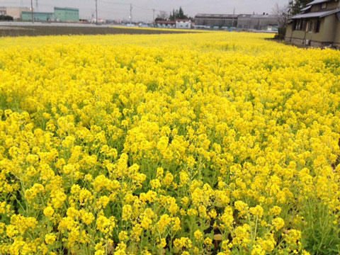 菜の花