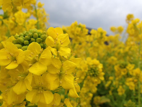 菜の花