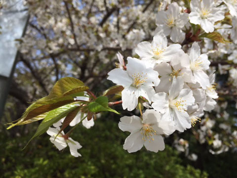 桜