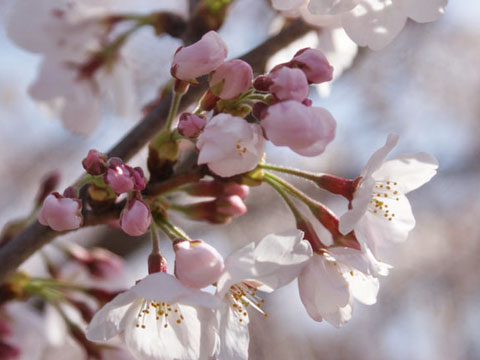 お花見