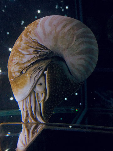 海の生物