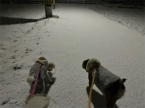 積雪