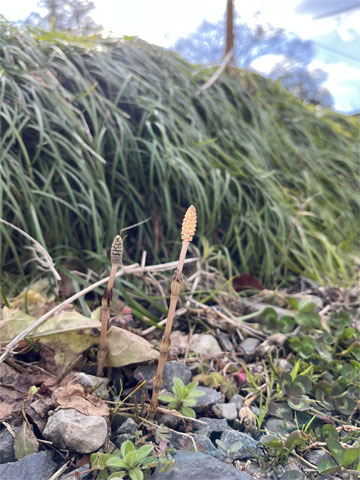 つくし