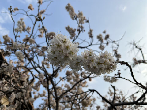 サクランボの花
