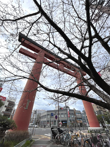 アリーナ周辺の桜