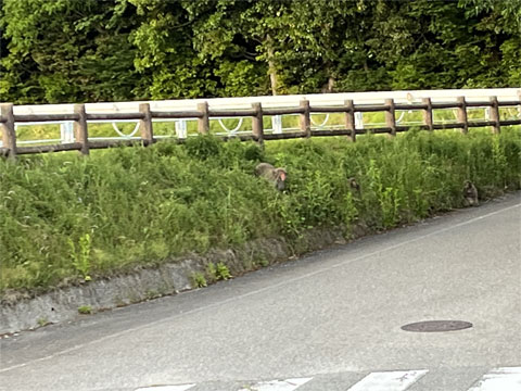 お猿さん