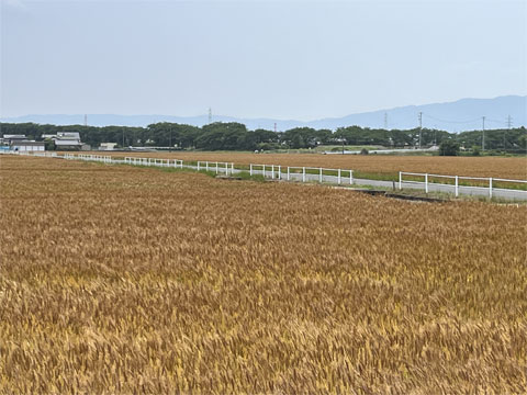 麦畑