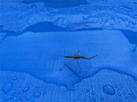 ミズカマキリ